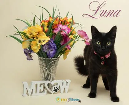 Luna