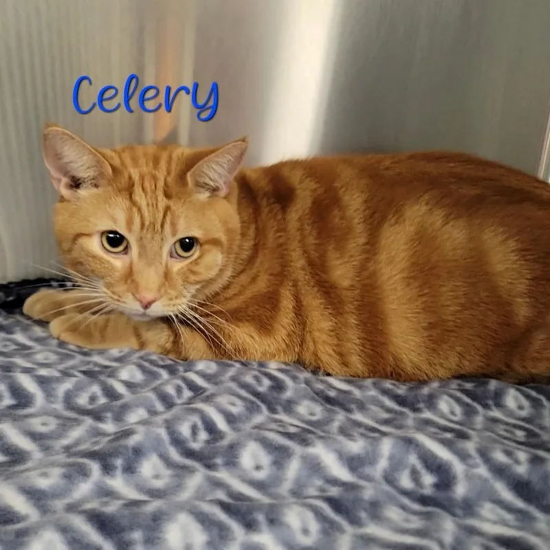 An adult large-sized male Orange / Red Domestic Short Hair cat named Celery for adoption in Parkersburg, WV