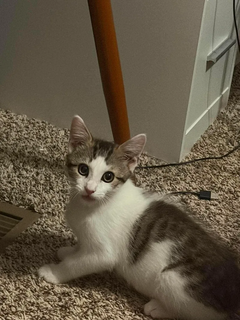 A baby medium-sized male White Domestic Short Hair cat named Onion for adoption in Cosby, TN