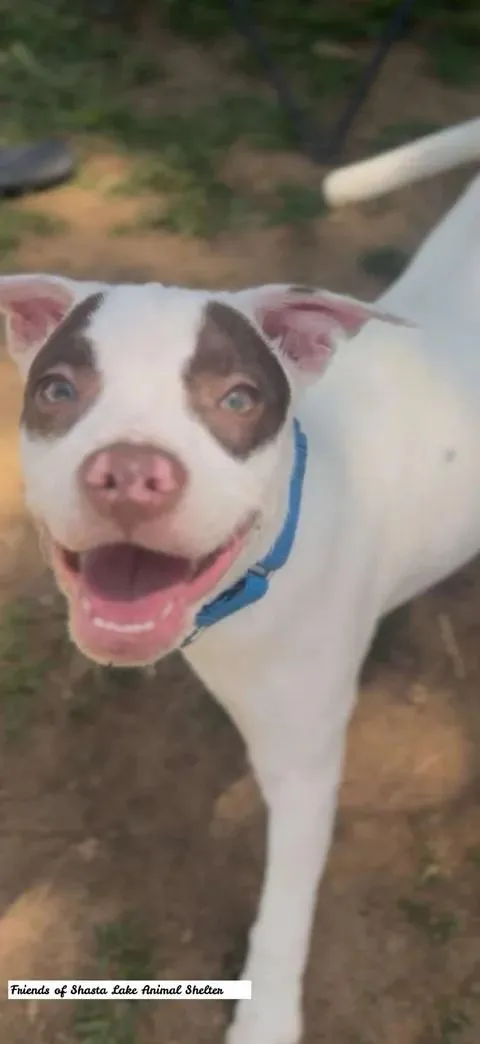 A young medium-sized male Black Pit Bull Terrier dog named Cooper for adoption in Shasta Lake, CA