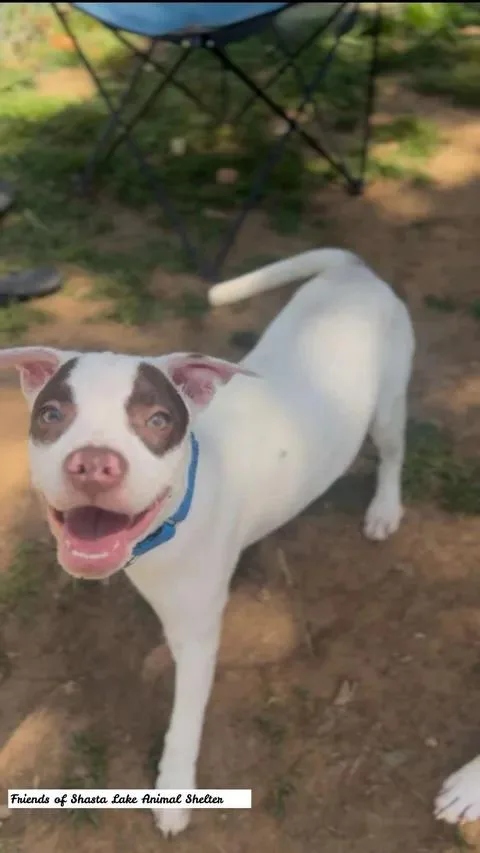 Cooper thumbnail 2