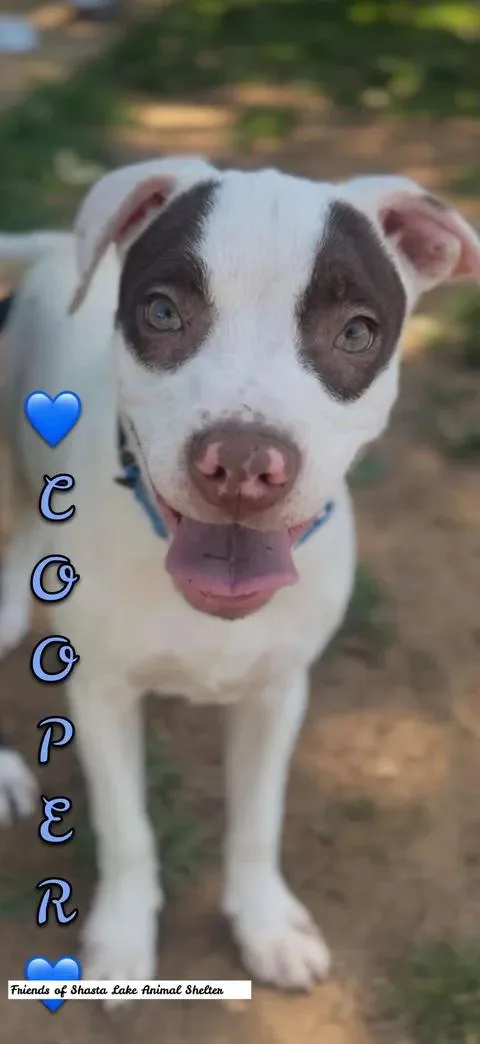 Cooper thumbnail 3