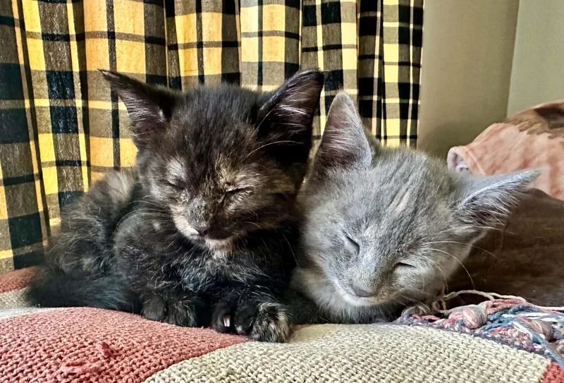 A young medium-sized female Domestic Short Hair cat named Regina and Raven for adoption in Belchertown, MA