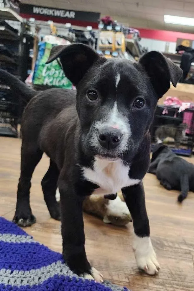 Superman thumbnail 2