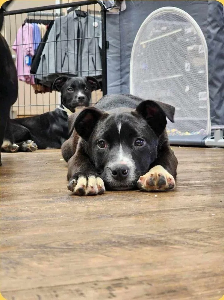 Superman thumbnail 3