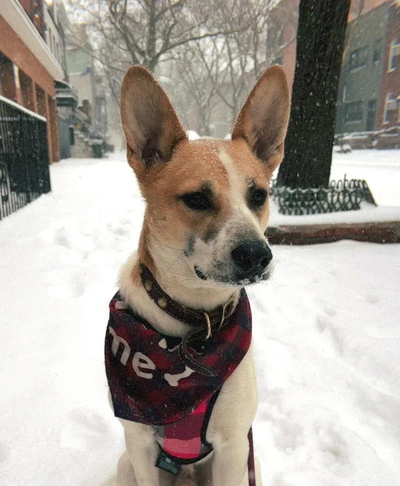 A young medium-sized male White / Cream Cattle Dog dog named Stitch for adoption in Brooklyn, NY