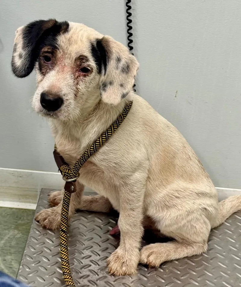 A baby medium-sized male Hound dog named Ranger for adoption in Danielsville, GA