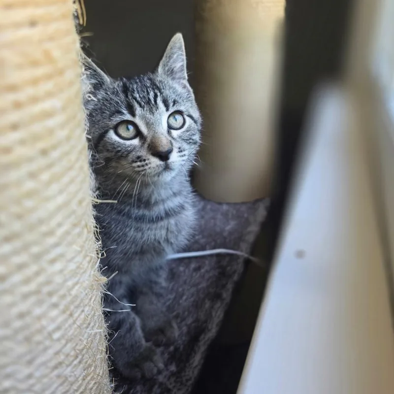 A baby small-sized male Brown / Chocolate Domestic Short Hair cat named Ferb for adoption in Durham, NC