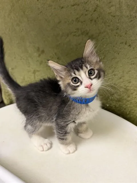 A baby small-sized male Domestic Short Hair cat named Tofu for adoption in Riverside, CA