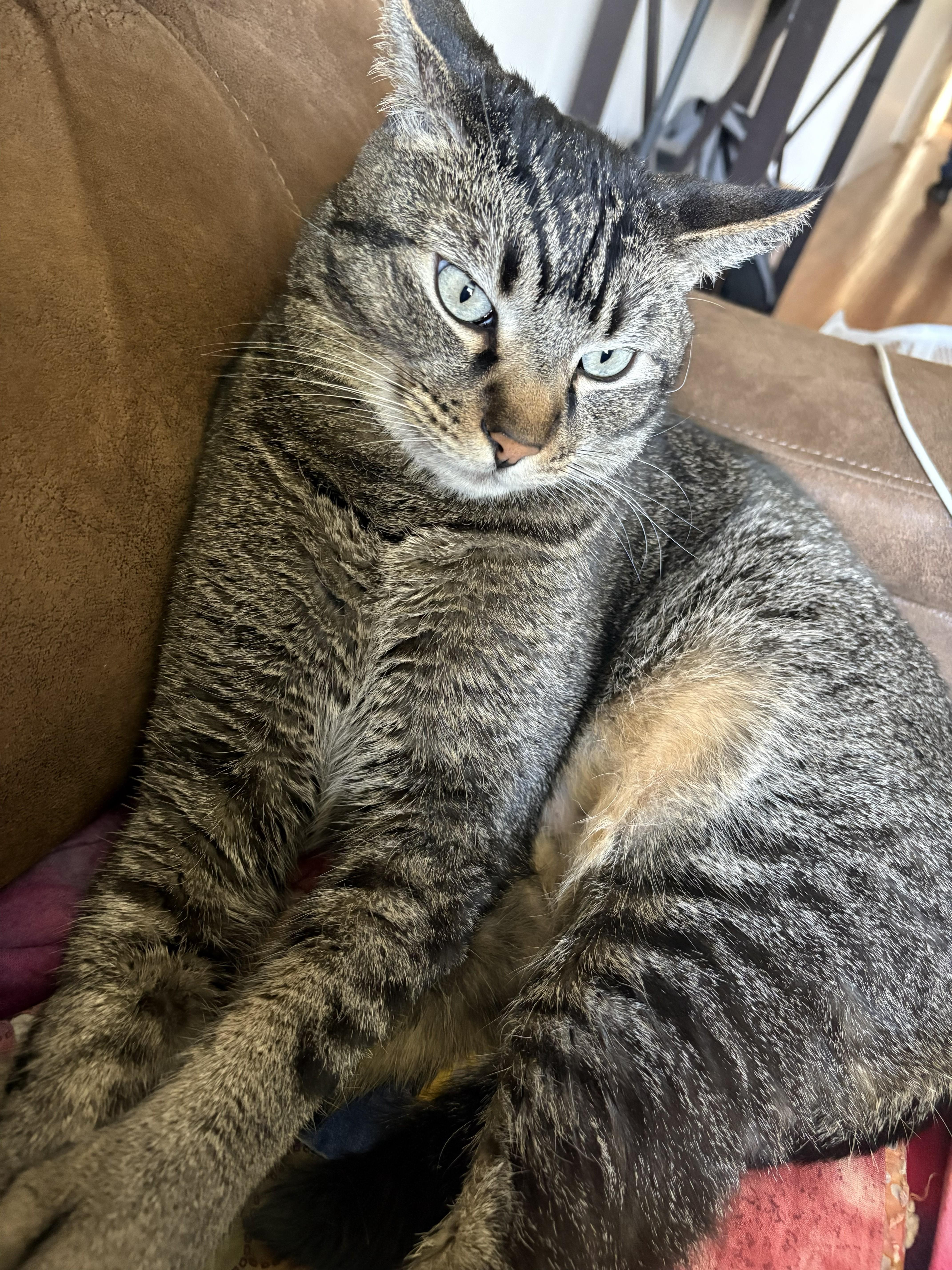 An adult medium-sized male Tabby (Brown / Chocolate) Tabby cat named Winston for adoption in Monrovia , CA
