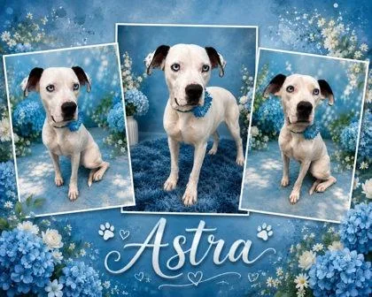 Astra thumbnail 2