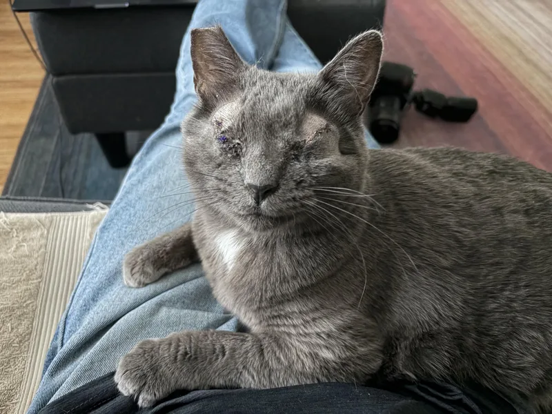 An adult medium-sized female Gray & White Domestic Short Hair cat named Roomba for adoption in Seattle, WA