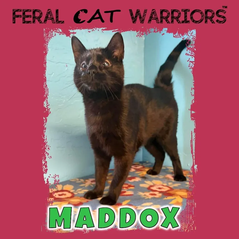 A young small-sized male Black Domestic Short Hair cat named Maddox for adoption in Kingman, AZ
