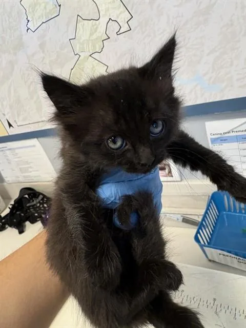 A baby small-sized female Domestic Medium Hair cat named A for adoption in San Jose, CA