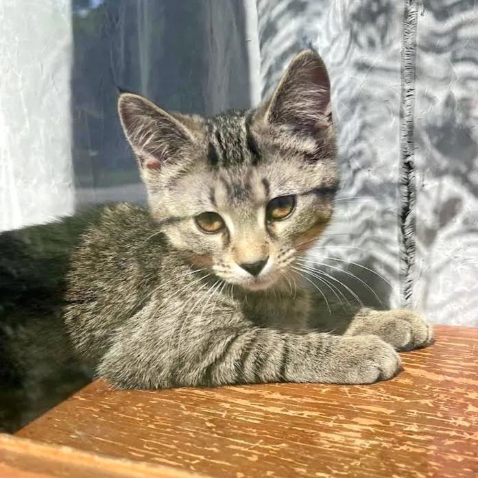 A baby medium-sized female Tabby (Gray / Blue / Silver) Tabby cat named Sandi for adoption in Lombard, IL