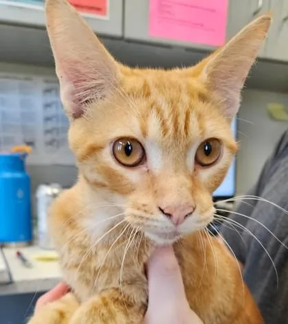 An adult medium-sized male Domestic Short Hair cat named Tony for adoption in Lafayette, IN