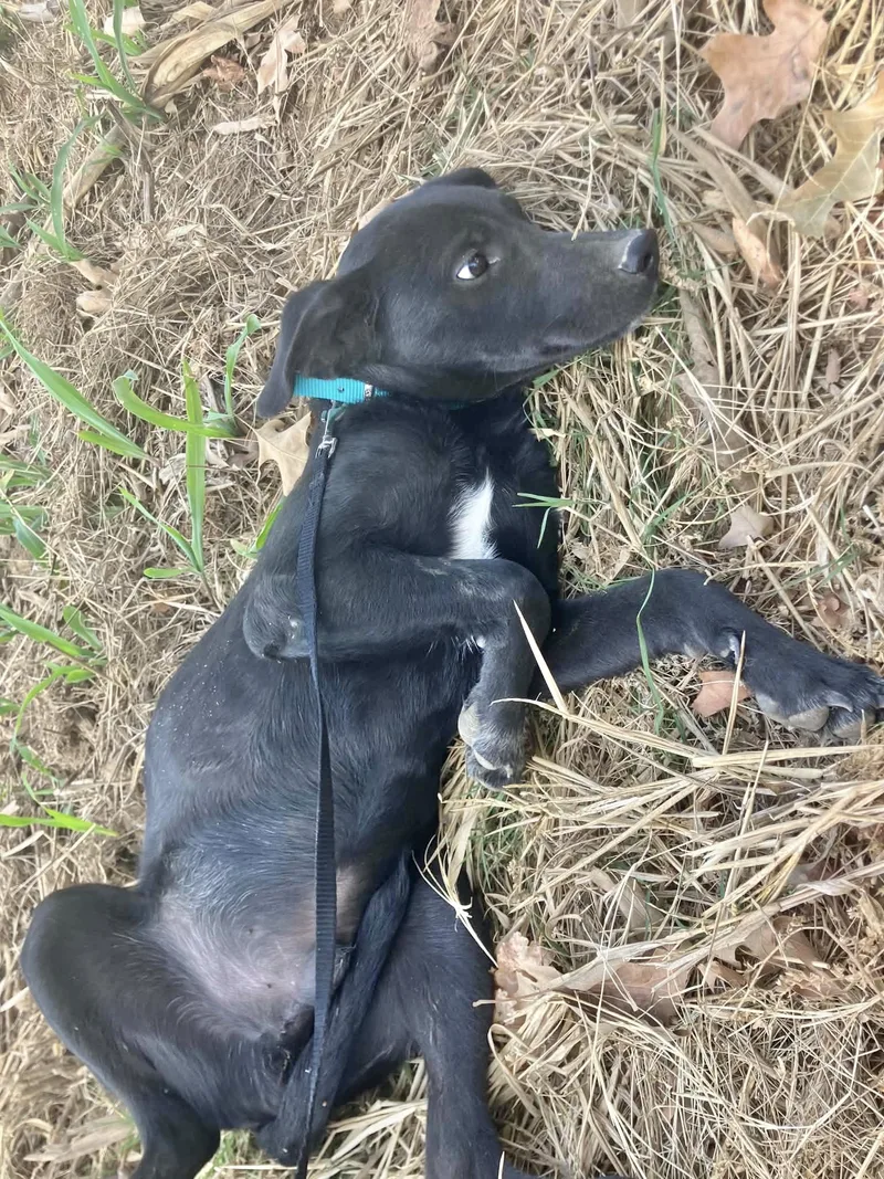 A baby medium-sized male Labrador Retriever dog named Tank for adoption in Manchester, CT