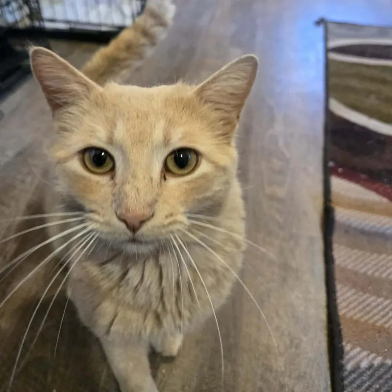 Tiberius