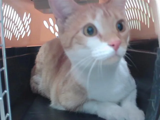 A young small-sized female Domestic Short Hair cat named Michi for adoption in Omaha, NE