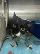 An adult medium-sized female Black & White / Tuxedo Domestic Short Hair cat named Cider for adoption in Manitowoc, WI