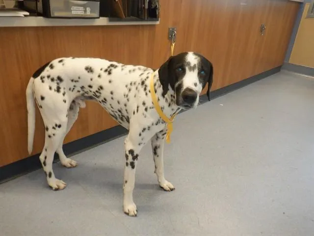 A young large-sized male Dalmatian dog named Judd for adoption in San Jose, CA