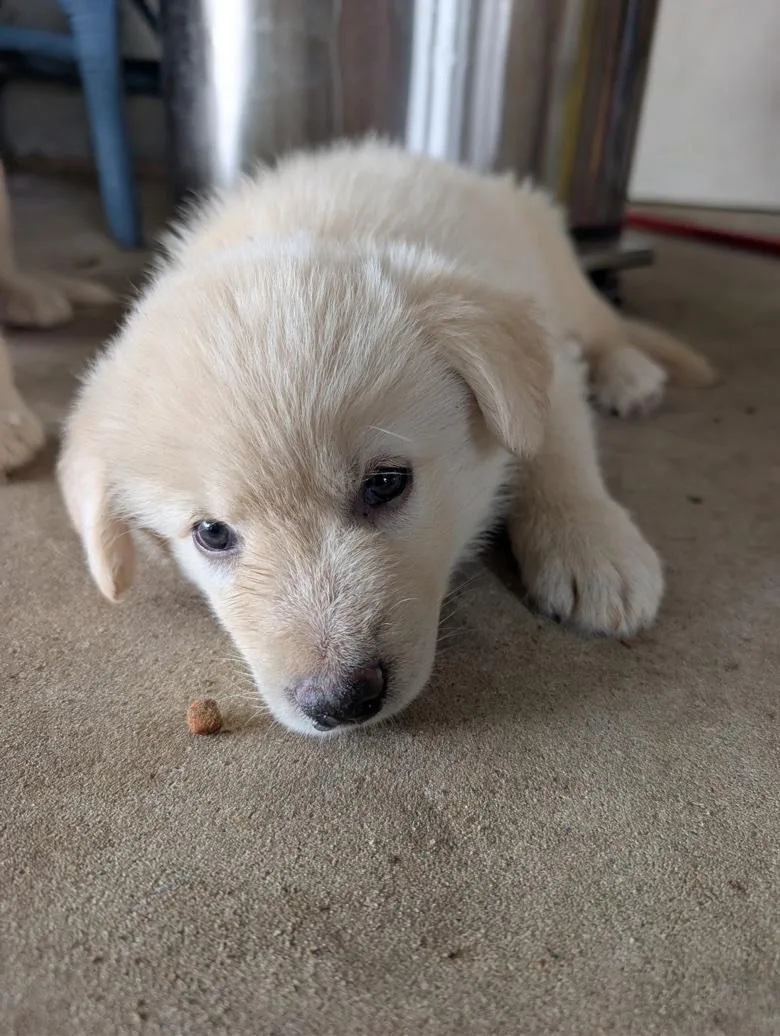 A baby large-sized female White / Cream German Shepherd Dog dog named Jara for adoption in Rome, GA