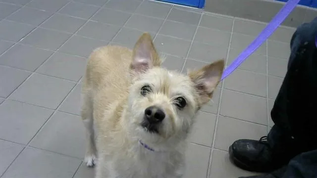 An adult small-sized male Border Terrier dog named Rosco for adoption in Albuquerque, NM