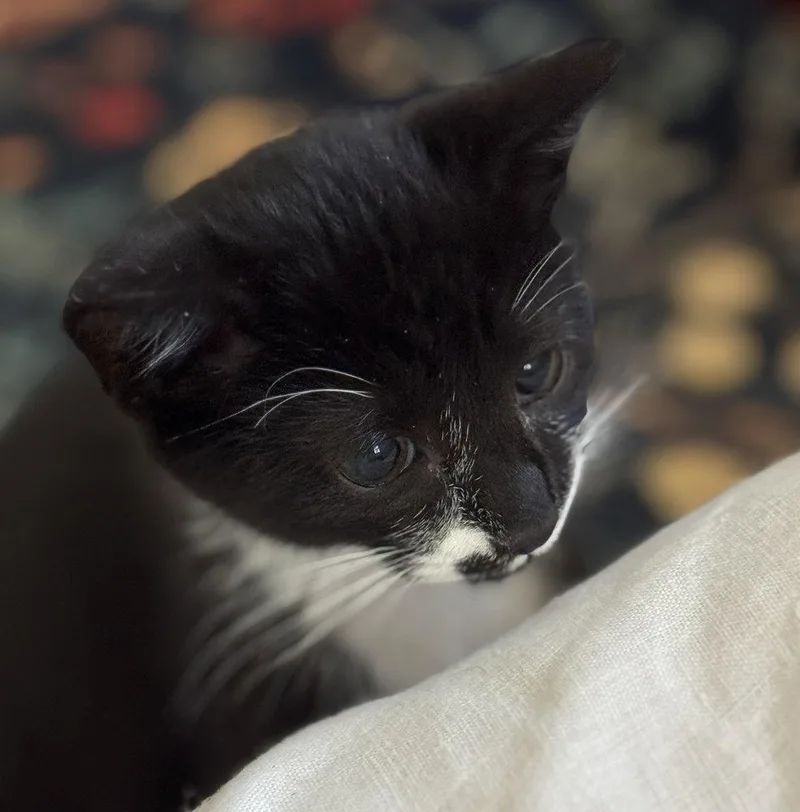 A baby medium-sized male Black & White / Tuxedo Domestic Short Hair cat named Marvin for adoption in Candler, NC