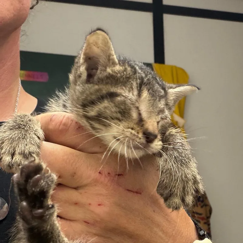 A baby small-sized female Gray / Blue / Silver Domestic Short Hair cat named Mona for adoption in Lake Jackson, TX