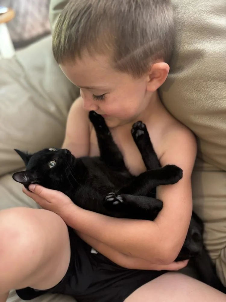 A baby small-sized male Domestic Short Hair cat named Iron Will for adoption in Warren, CT