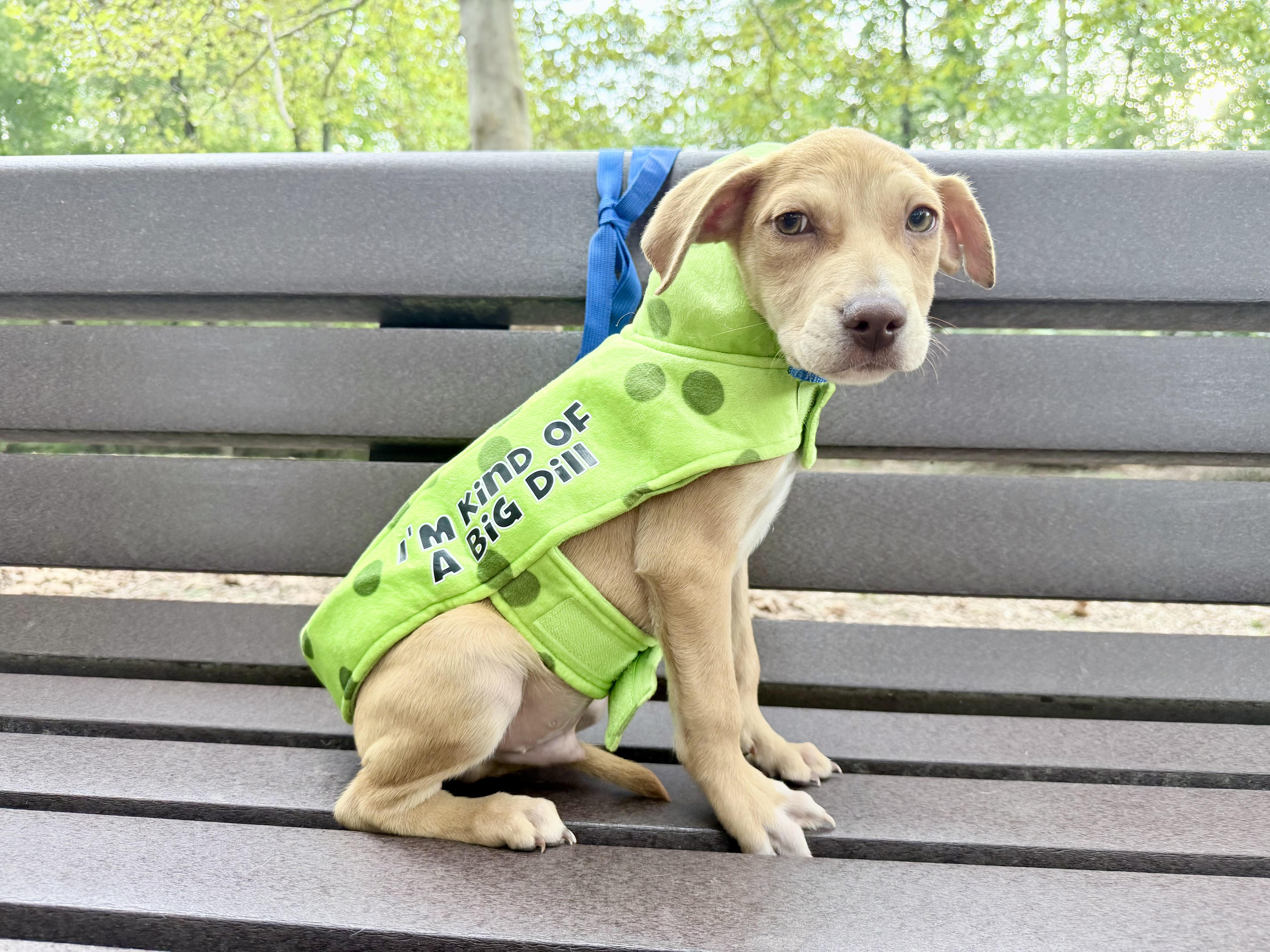 A baby medium-sized male Hound dog named Jet for adoption in Fairfax, VA