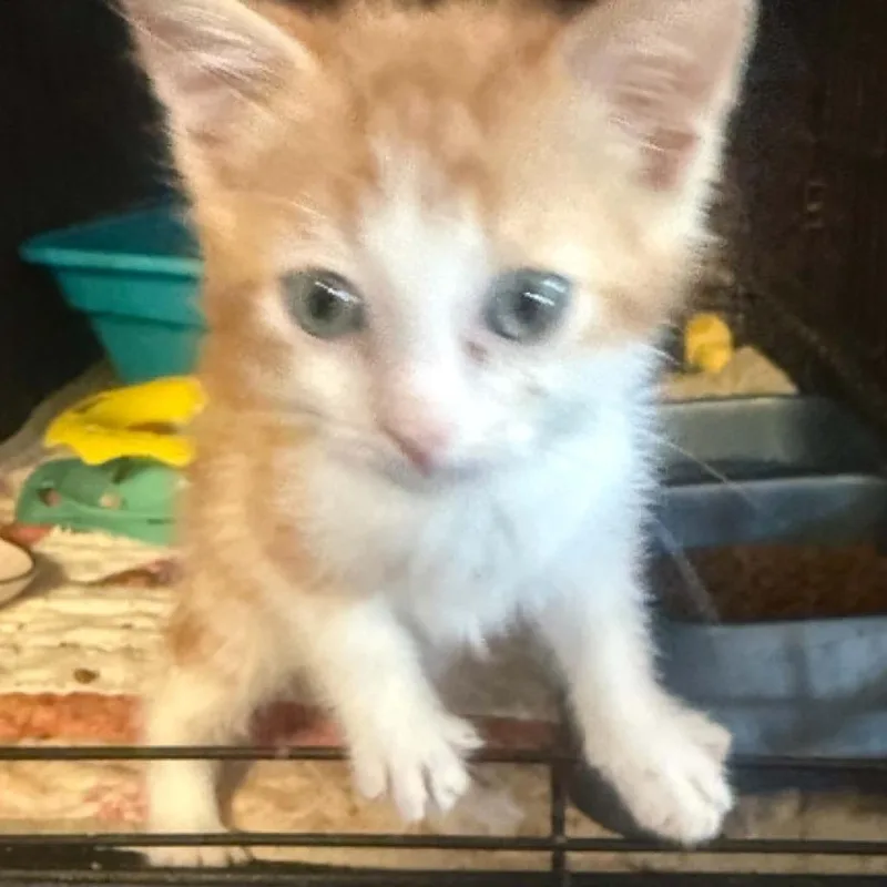 A baby small-sized male Orange / Red Domestic Short Hair cat named Futomaki for adoption in Stephenville, TX