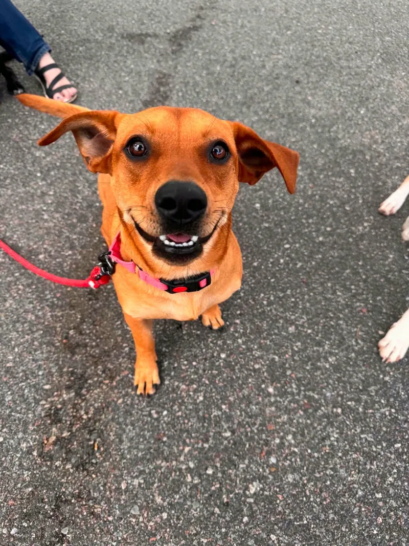An adult medium-sized female Red / Chestnut / Orange Dachshund dog named Sophie for adoption in New London, WI
