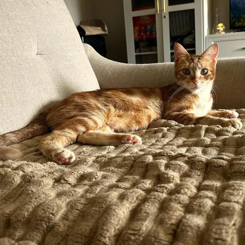 A young medium-sized female Orange / Red Domestic Short Hair cat named Peaches C for adoption in Princeton, MN
