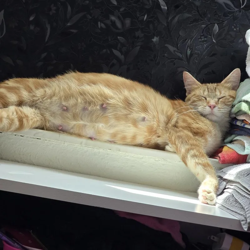 Peaches C thumbnail 2