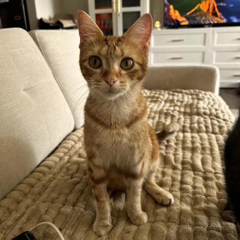 Peaches C thumbnail 3