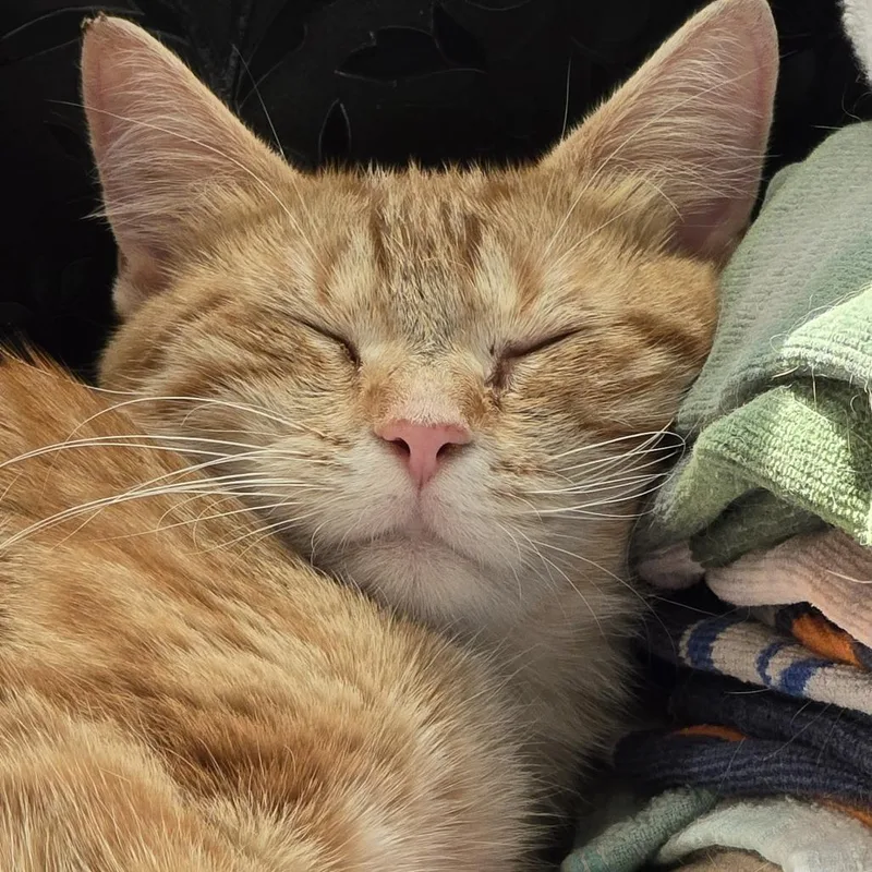 Peaches C thumbnail 4