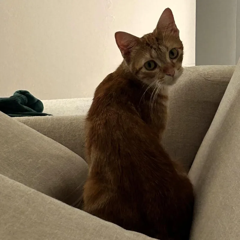 Peaches C thumbnail 5
