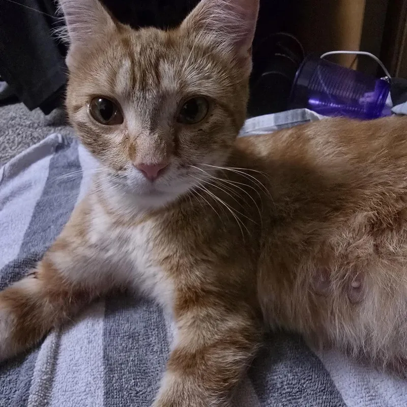 Peaches C thumbnail 6
