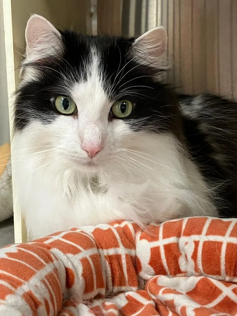 An adult large-sized male Domestic Long Hair cat named Boots for adoption in Lunenburg, MA