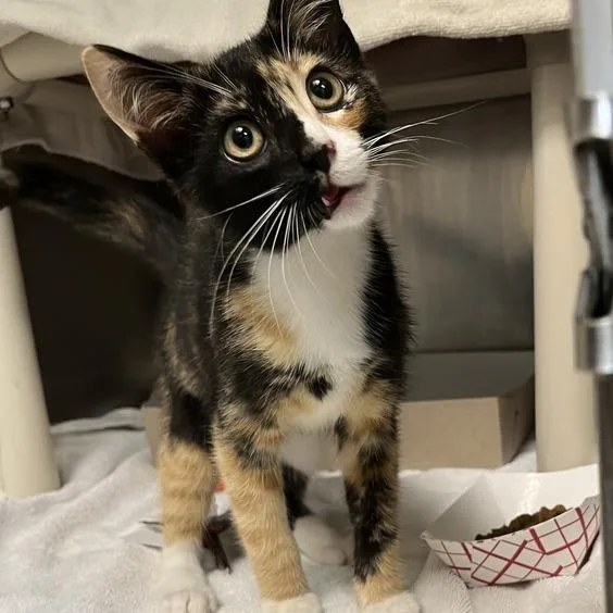 A baby small-sized female Calico Domestic Short Hair cat named MONTStray for adoption in Perkiomenville, PA