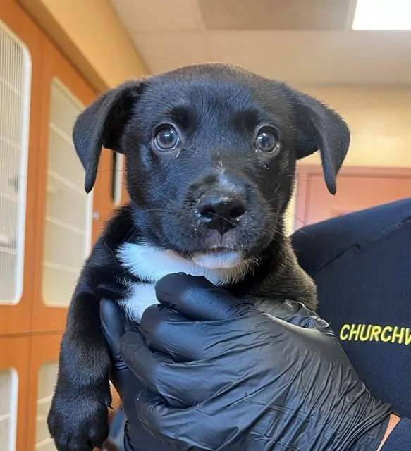 A baby small-sized male Labrador Retriever dog named Indiana Bones for adoption in Thousand Palms, CA