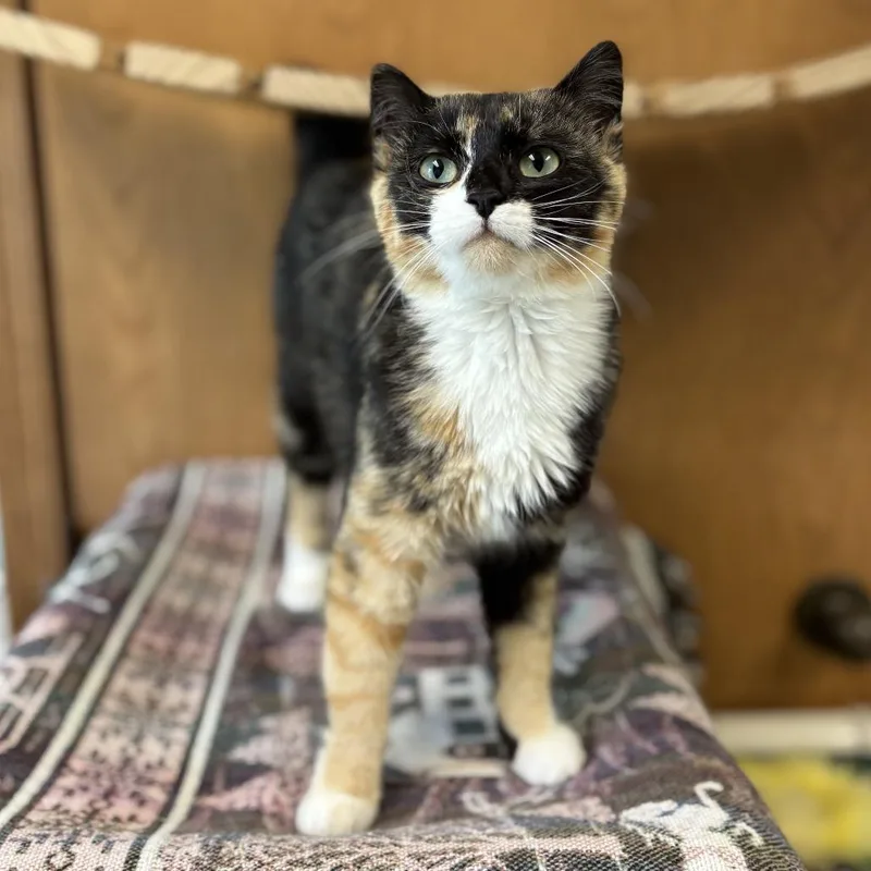 A young medium-sized female Tortoiseshell Domestic Short Hair cat named Lady Luck for adoption in Fargo, ND