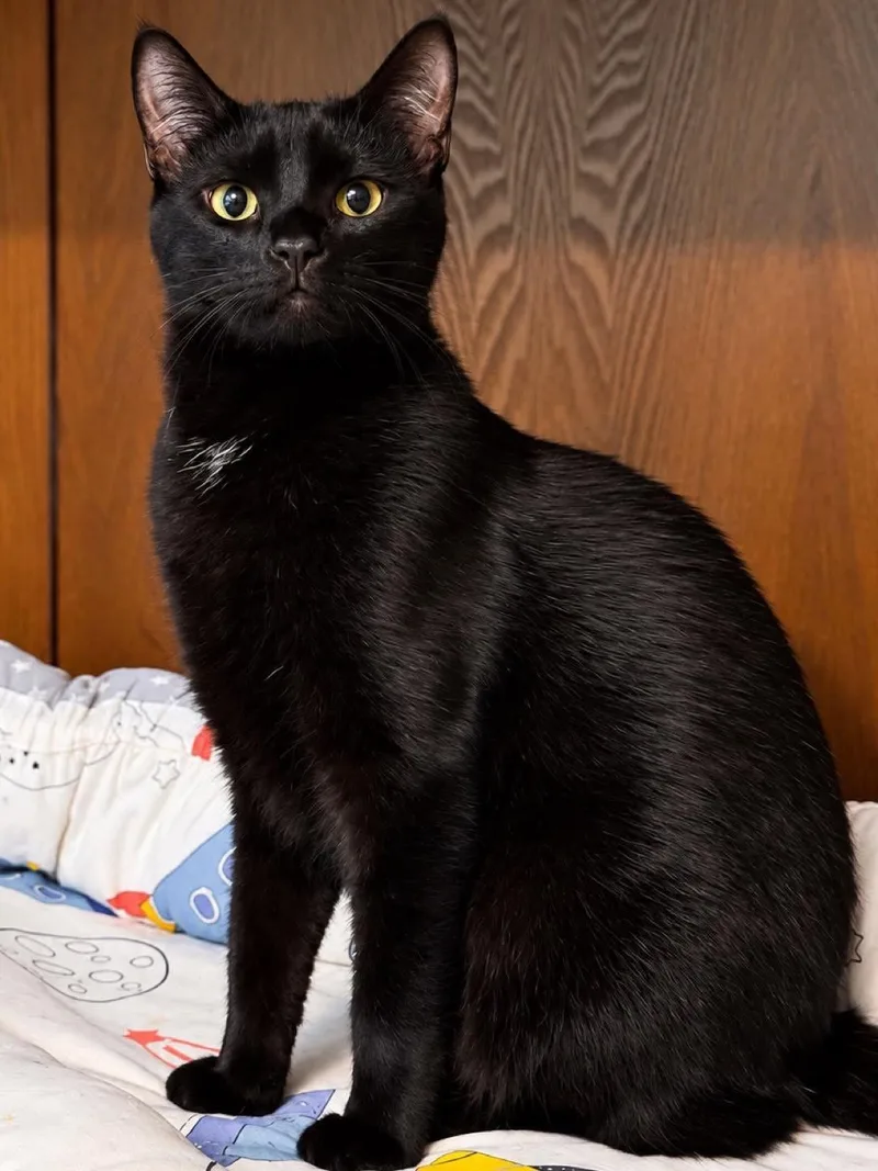 A young medium-sized male Black Domestic Short Hair cat named Jake for adoption in Sioux Falls, SD