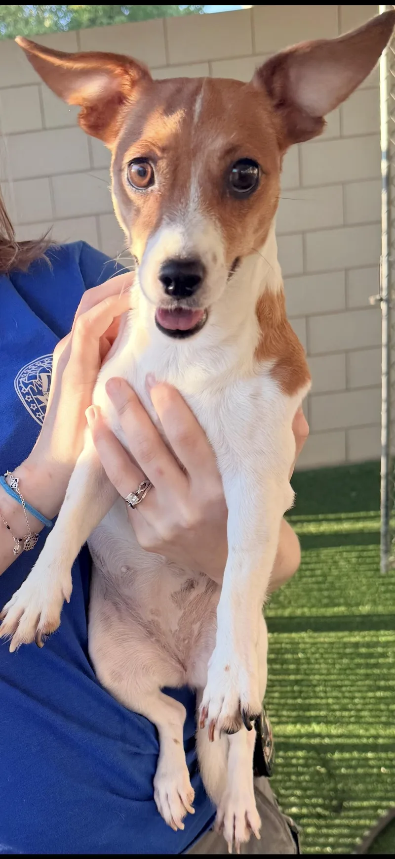 A young small-sized female Jack Russell Terrier dog named Elle May for adoption in Murphy, TX