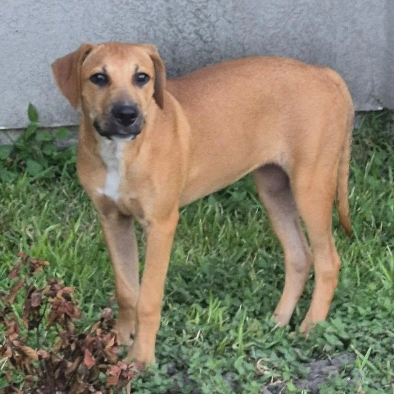 A baby medium-sized female Hound dog named Star for adoption in CORPUS CHRISTI, TX
