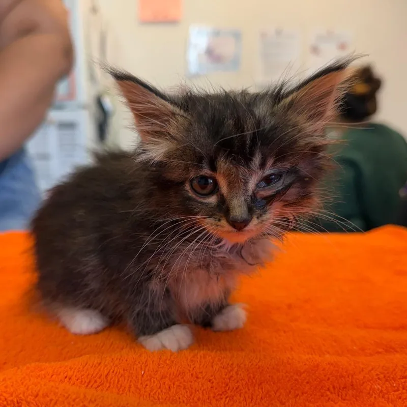 A baby small-sized female Black Domestic Medium Hair cat named Kahlo for adoption in Austin, TX