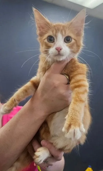 An adult small-sized male Domestic Short Hair cat named String bean for adoption in Lawrenceville, GA