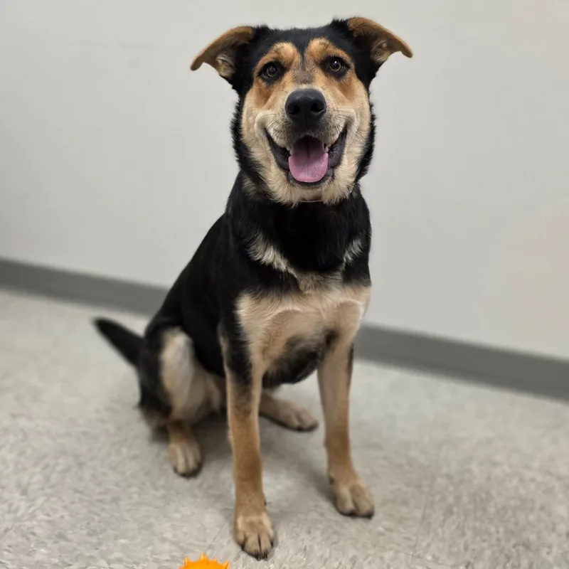 A young medium-sized female Black Shepherd dog named Princess Daisy for adoption in Chatham, VA