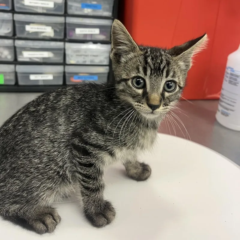 A baby small-sized male Domestic Short Hair cat named Namco for adoption in Los Angeles, CA